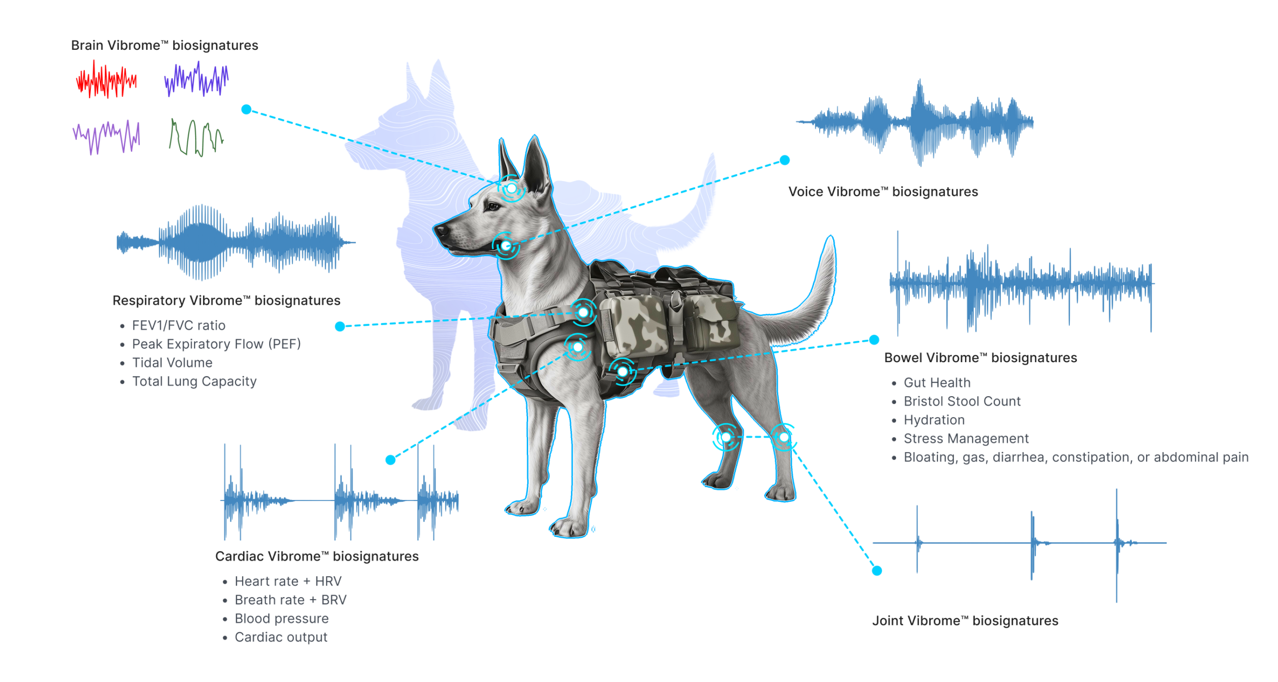 Vibrome™ K9 digital twin diagram for unlimited vital organ monitoring energy-free and stress-free without sedation or invasive procedures