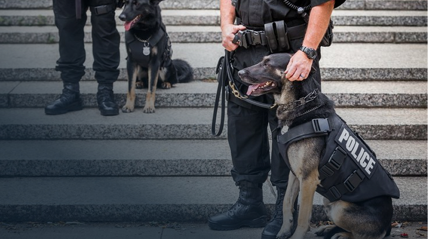 Law enforcement K9 team with Vibrome™ real-time biosignature alert for heat stress and fatigue during active patrol