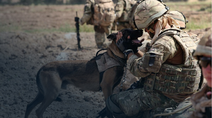 Military K9 unit using Vibrome™ biosignature monitoring to detect overexertion early and maintain mission readiness in the field