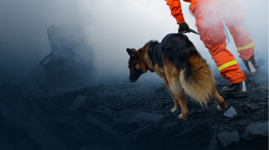 Search and rescue dog with Vibrome™ health monitoring sensor for performance tracking in rugged terrain